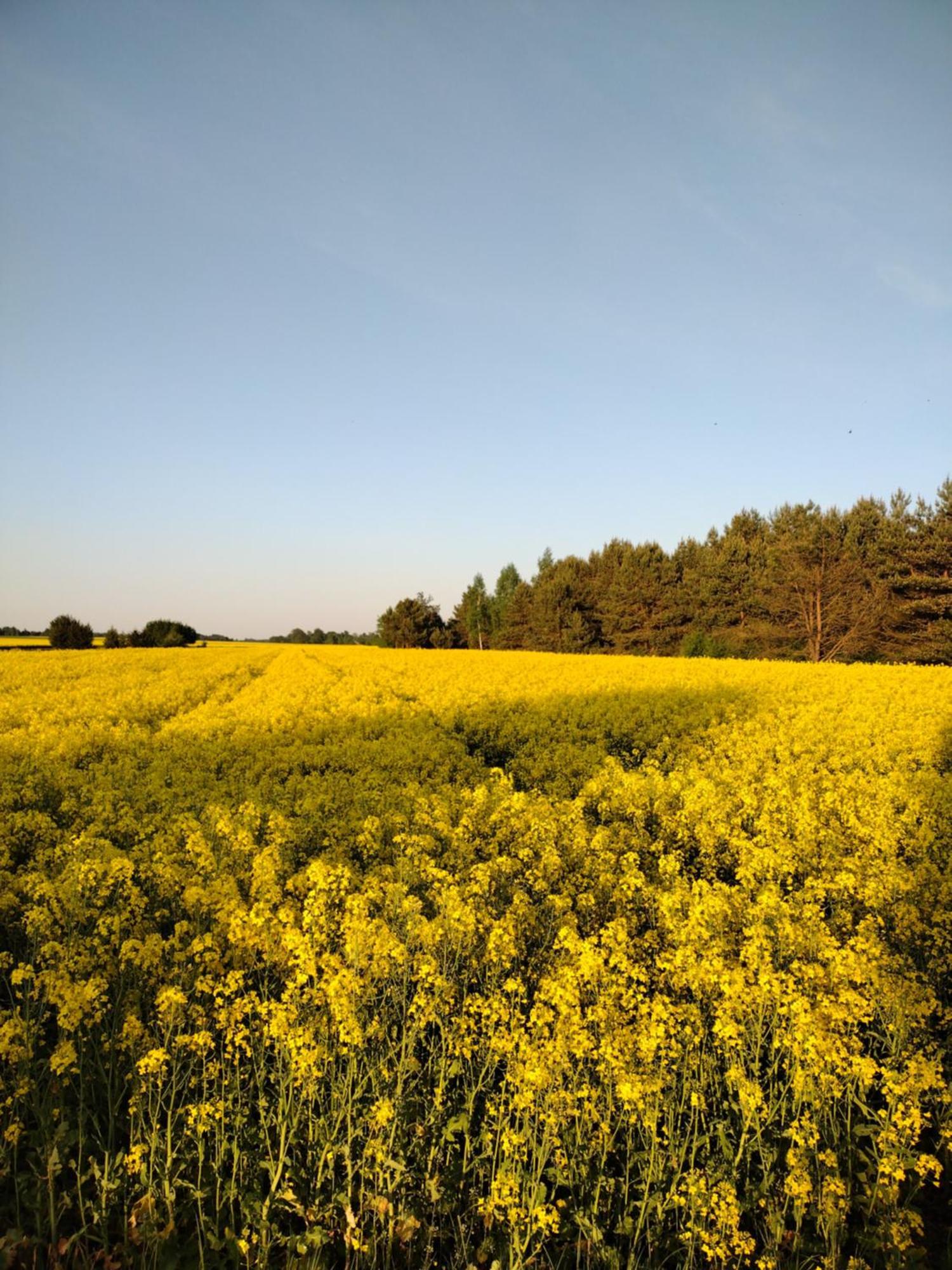 Panorama Podlasie Home&Spa Czyze Exteriör bild